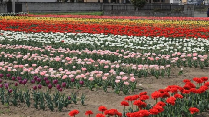 玉村北部公園のチュウリップ畑2023