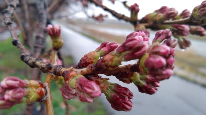 2022 私的桜開花標準木 その20