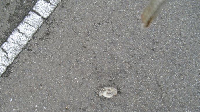 くるくるキャンディー?タコせんべい?