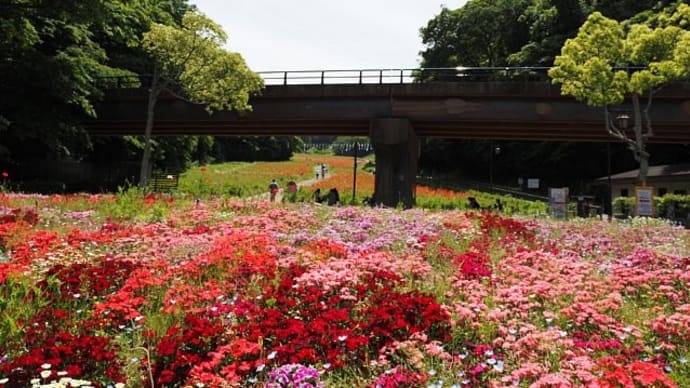 くりはま花の国~丘の道より