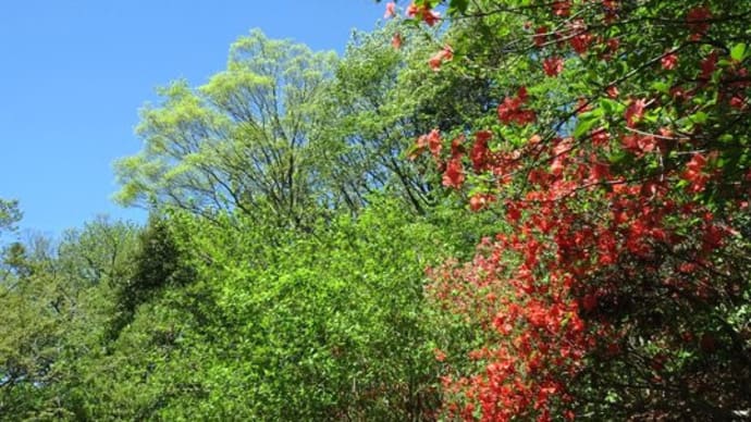 南関東 里山 樹の花