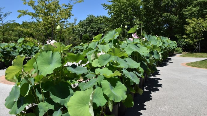 ナツズイセン狩り 神奈川県鎌倉市 日比谷花壇大船フラワーセンター(4)ハスの花