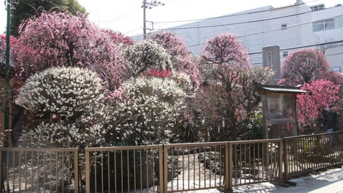 小村井香取神社香梅園 梅の花