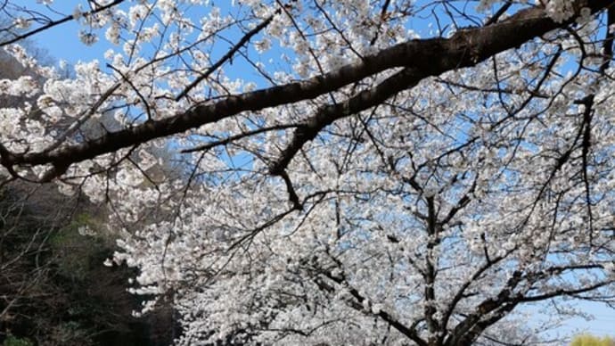 今年の桜は?