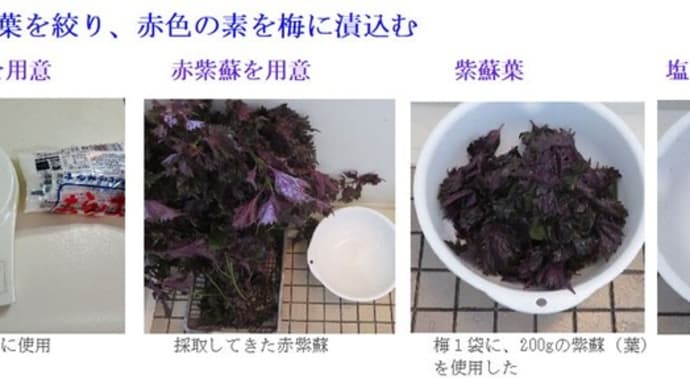梅干し造り ー 2023.6中~7末 ー