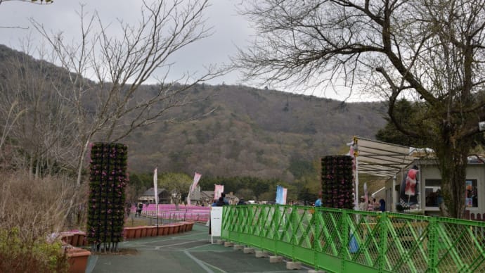 ２０２３年　桜前線第弐陣～富士芝桜まつりを撮影する