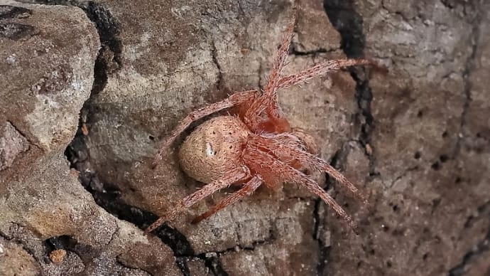 オオシロフクモバチ! 《 巣作りの様子を追っかけてみたのだ 》
