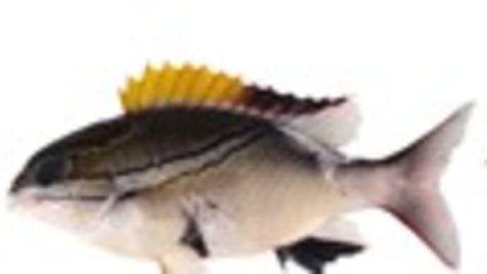 フタスジタマガシラ