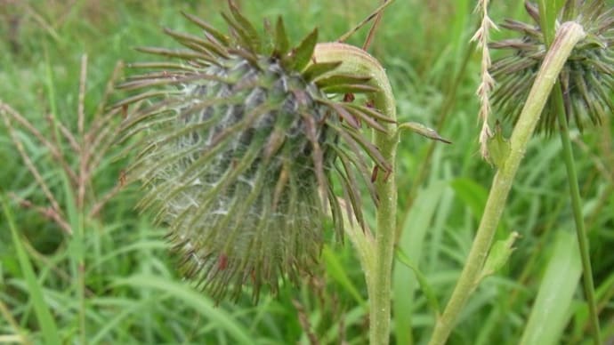 ハバヤマボクチ(葉場山火口)ハナイカリ(花碇)トモエシオガマ(巴塩竃)ツノアオカメムシ