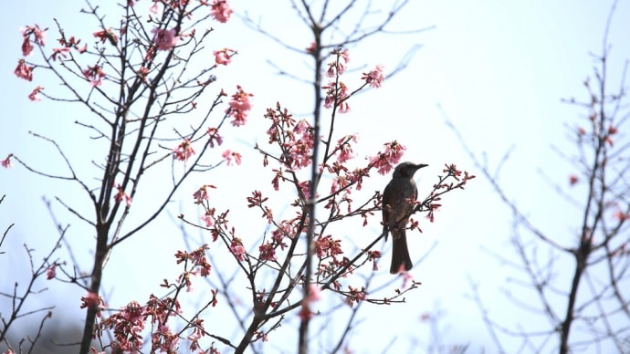 【 桜とメジロの撮影 】