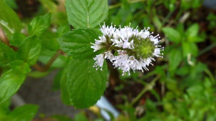 バルコニーの花、ミント、ジャノヒゲではなくヤブラン、ゼフィランサス2種