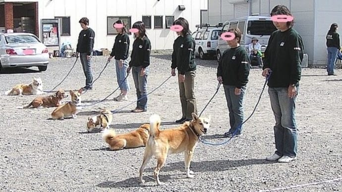 ジャッキーの服従訓練の競技会犬生