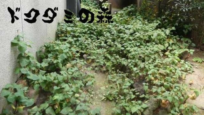 やっておいて、良かった～～　草むしり　ビフォーアフター♬