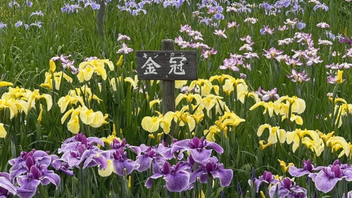 馬見広陵公園　菖蒲が見頃でした╰(*´︶`*)╯♡