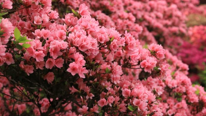 耳納山北麓にある「久留米森林つつじ公園」:久留米市