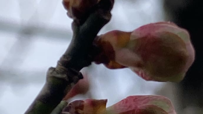 雨の朝のたわごと