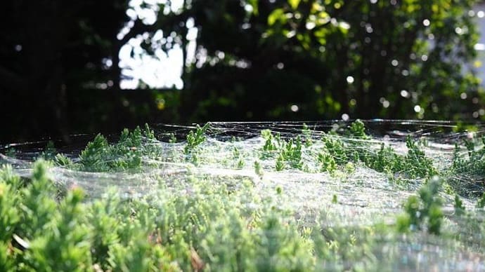 蜘蛛の糸とトンボたち