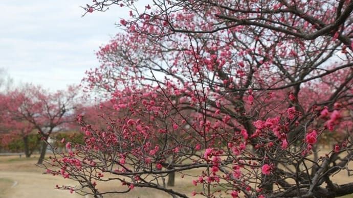 神崎梅園~2024年1月27日