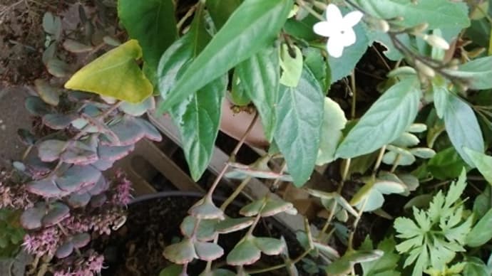 家の花・・・・白い小さな花・・・!