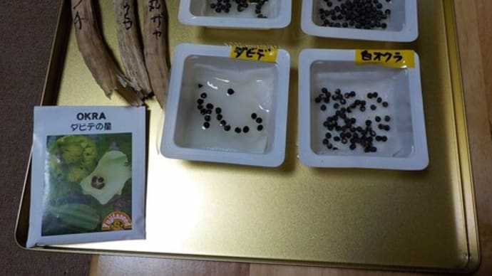 オクラの種まきとゴーヤの発芽