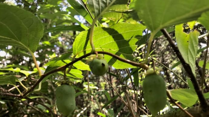マタタビの実を見つけました