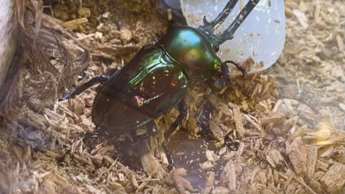 ニジイロクワガタ