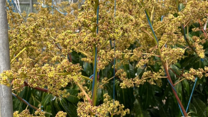 キーツマンゴーの花が綺麗