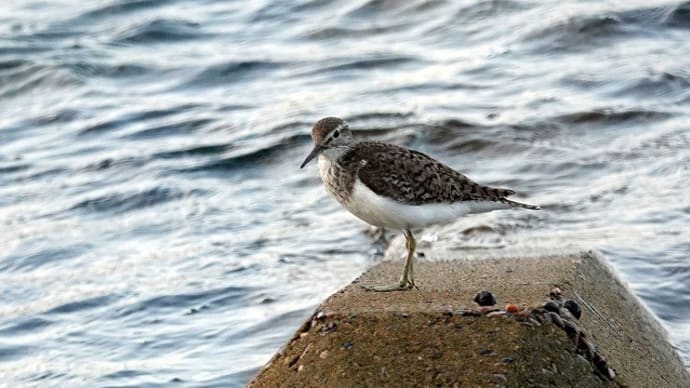 08/28探鳥記録写真-2:狩尾岬の鳥たち②(イソシギ、イソヒヨドリ、コブハクチョウ、)