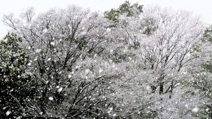 雪が・・・Σ(๑°ㅁ°๑)