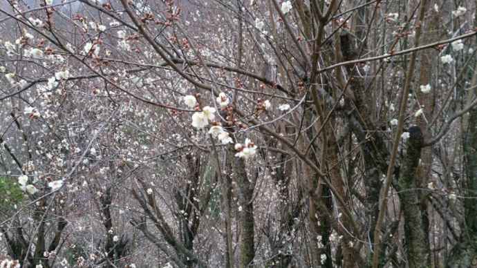 花見山