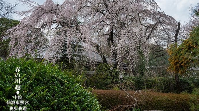 春の川越。