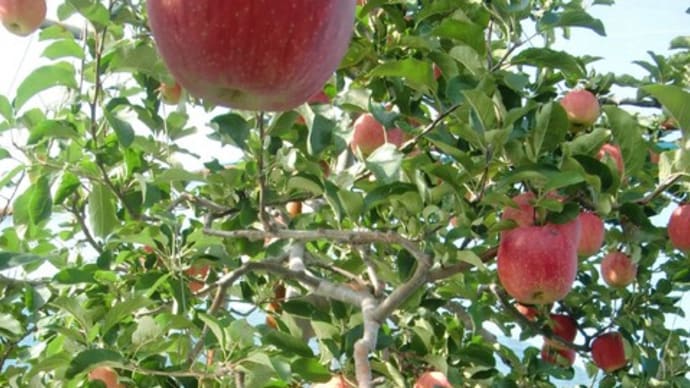 清流の里　つくい地場産りんご「さとあかり」「ぐんま名月」入荷しました。