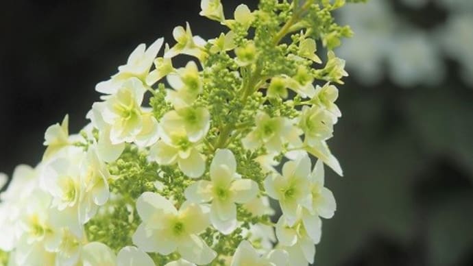 梅雨入り前のカシワバアジサイの花