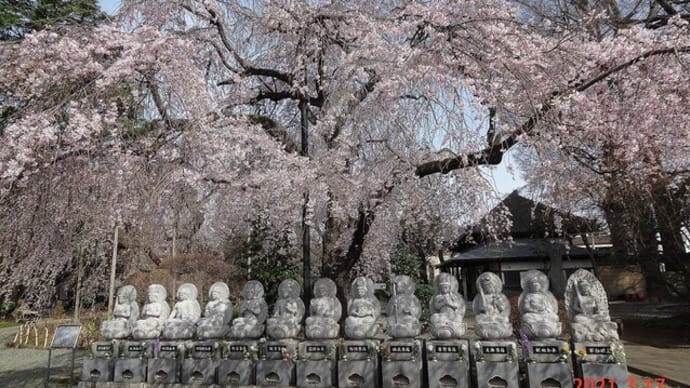 石神井界隈~志木市の寶幢寺の枝垂れ桜(2021/03/17)
