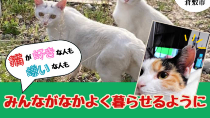 倉敷市☆ふるさと納税で地域猫活動を支援しよう!応援、お願いします