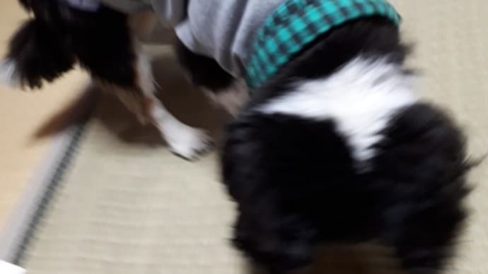 私って頑固者らしい!