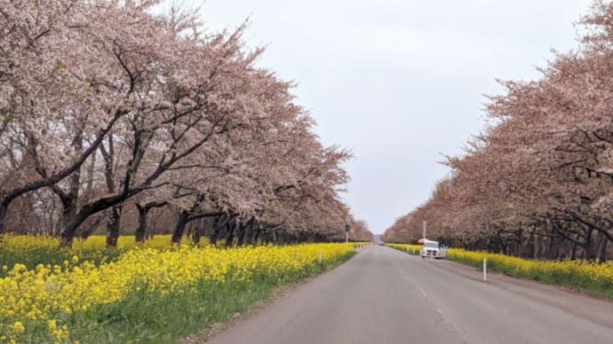 秋田県大潟村 で 菜の花 と 桜 2025年