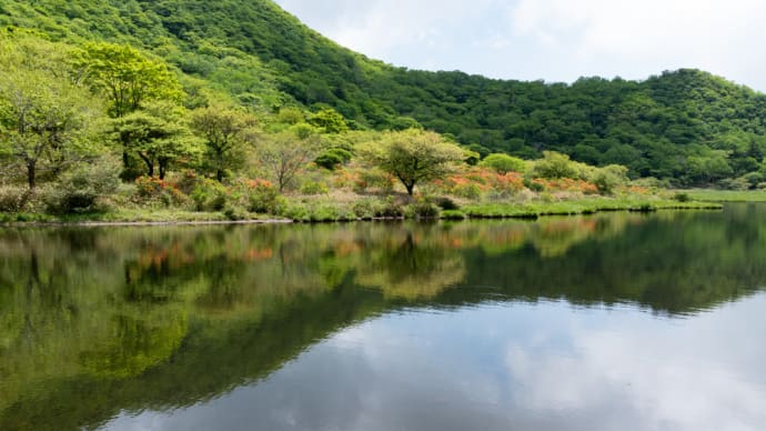 赤城山のレンゲツツジ