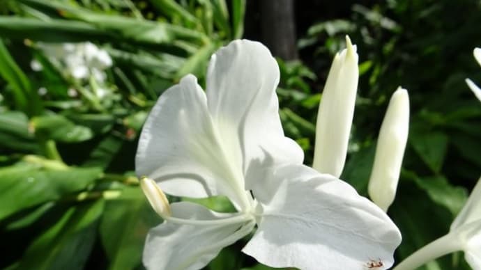 ginger lily