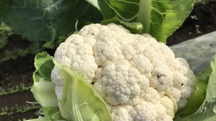 Hilo‘s Farm 暖冬でブロッコリーに花が咲く