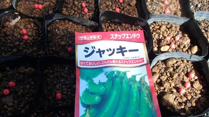 スナップエンドウ・ジャッキーと陵西一寸ソラマメの種蒔き 26日