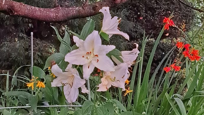 カサブランカ嫁さん植えた大農家