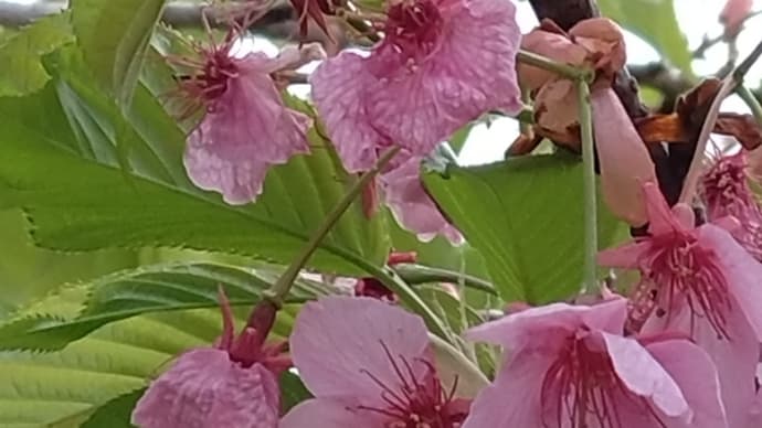 次々と春の花登場
