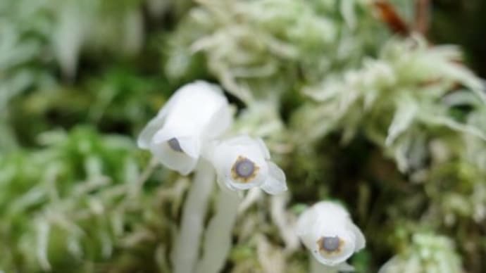 「今年はお花の当たり年！？」屋久島5月白谷雲水峡とヤクスギランドで見られた花々