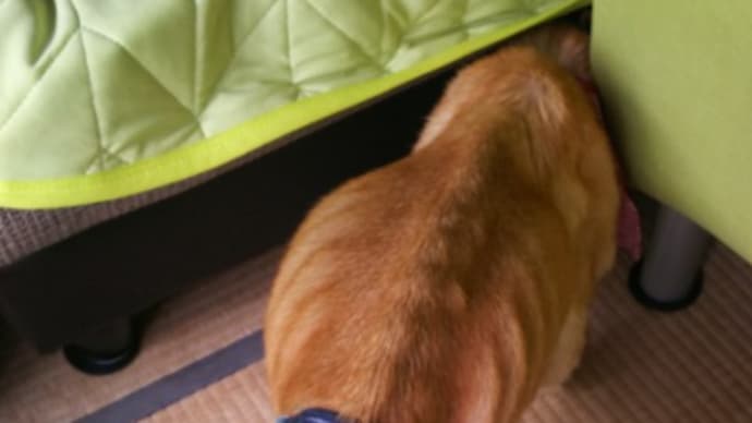Gooブログ Goo Blog ハッシュタグ 老犬 高齢犬