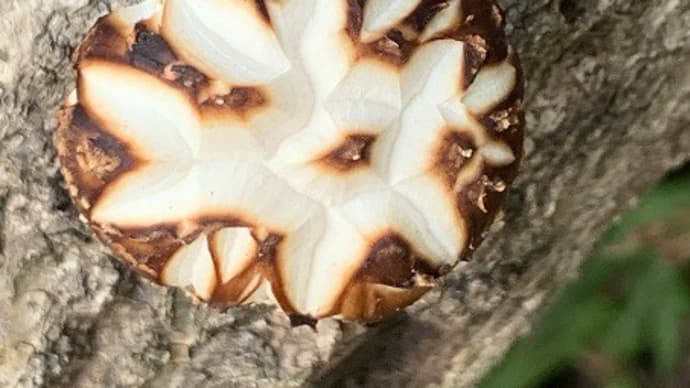 シイタケの様子