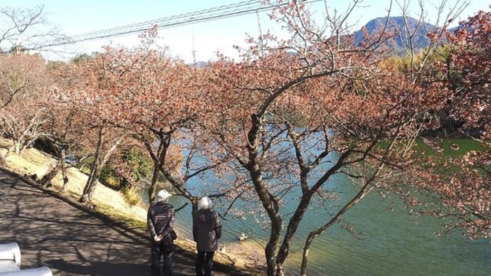 福成寺の讃岐寒桜