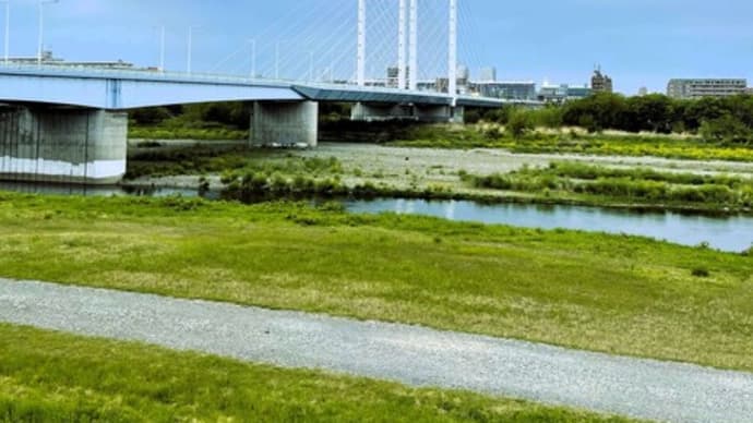 多摩川を渡る是政橋・・🐤♫
