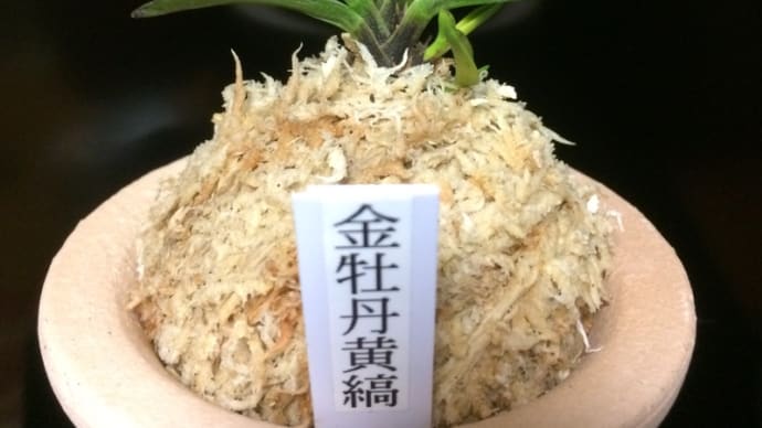金牡丹黄縞
