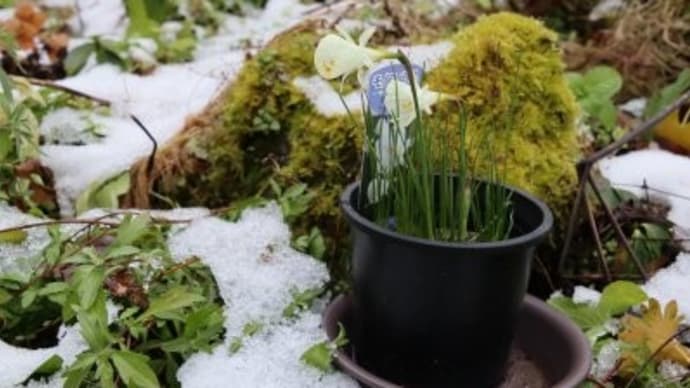 ペチコート水仙